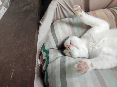 Молода стерилізована кішечка шукає люблячу родину ❤️🐾