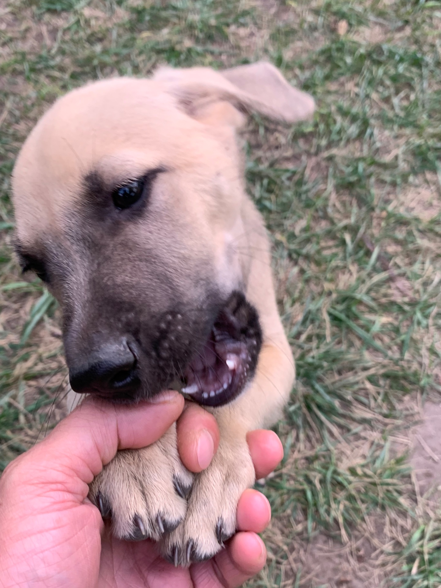 🐶 Маленький хлопчик чекає на свою сім’ю ❤️