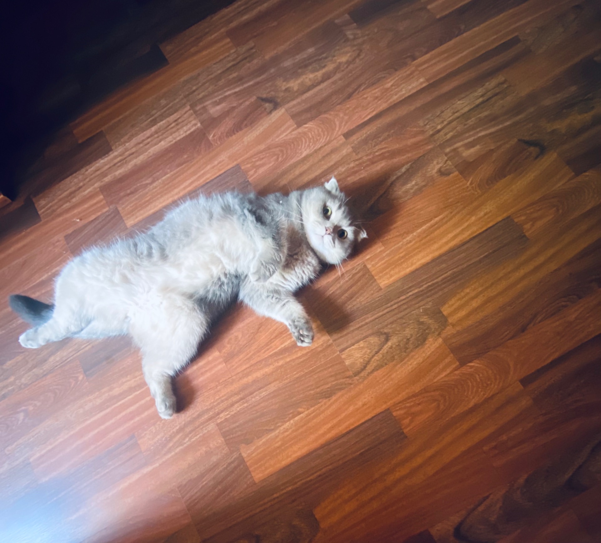 Котик Оскар