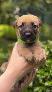 🐶 Маленький хлопчик чекає на свою сім’ю ❤️