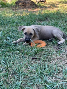 🐶 Маленький хлопчик чекає на свою сім’ю ❤️