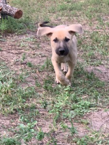 🐶 Маленький хлопчик чекає на свою сім’ю ❤️