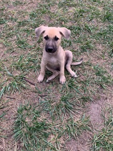 🐶 Маленький хлопчик чекає на свою сім’ю ❤️