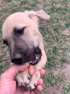 🐶 Маленький хлопчик чекає на свою сім’ю ❤️