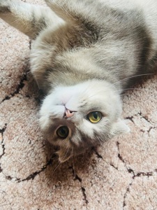 Котик Оскар