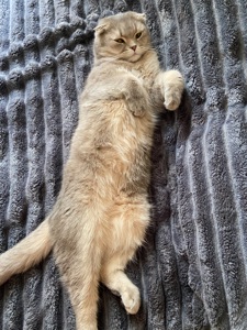 Котик Оскар