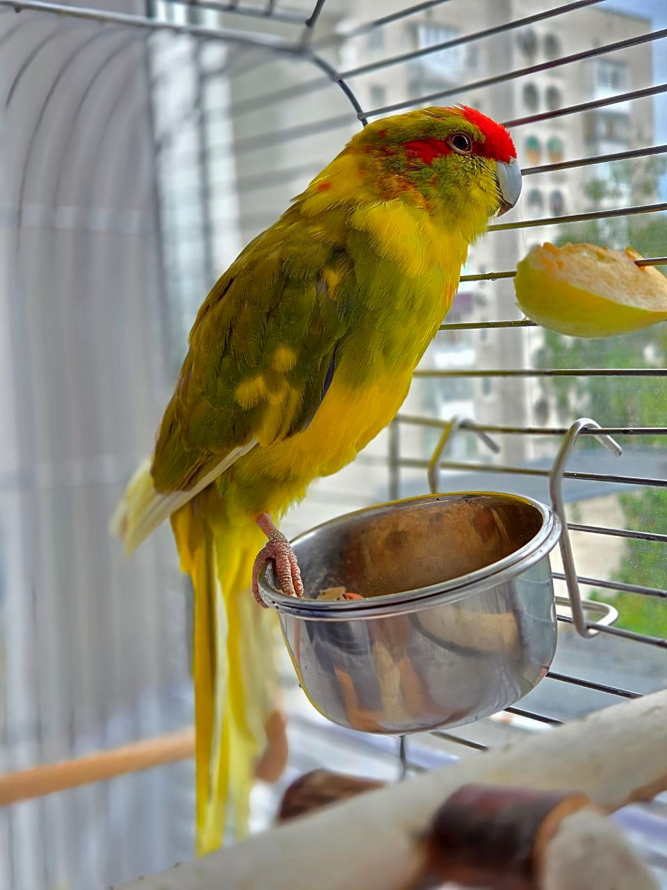 Молодий Какарік з кліткою