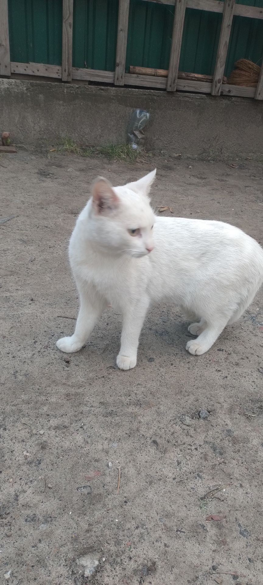 Харизматичний котик Сніжок в пошуках своєї сім'ї