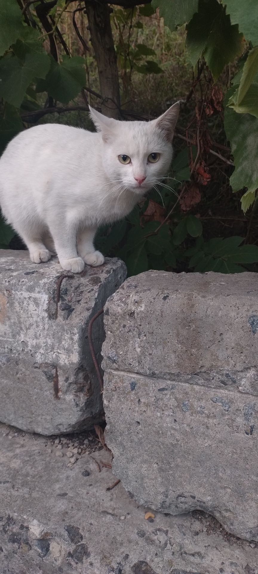 Харизматичний котик Сніжок в пошуках своєї сім'ї