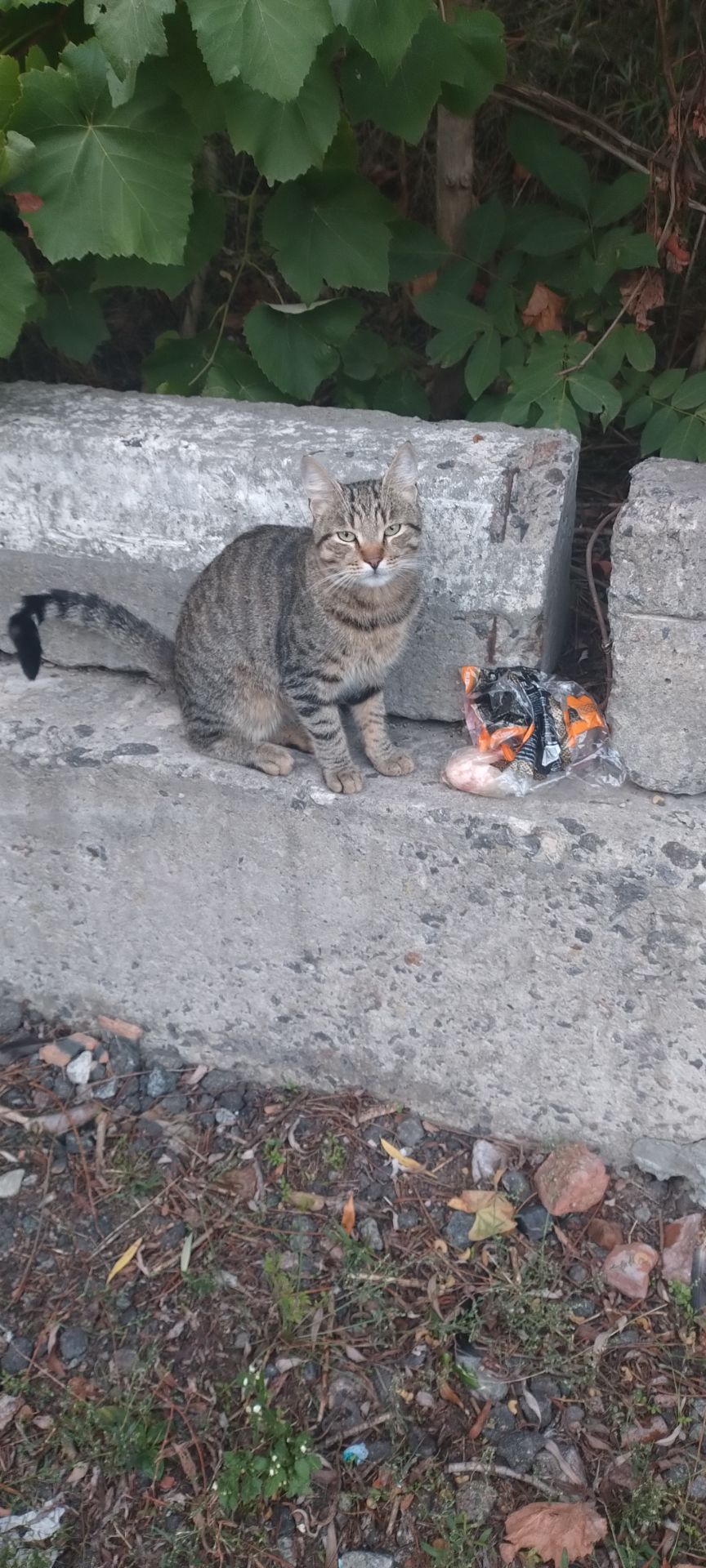 Молодий чемний котик в пошуках сім'ї