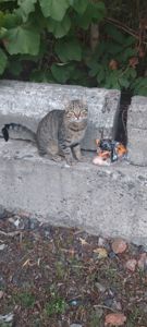 Молодий чемний котик в пошуках сім'ї