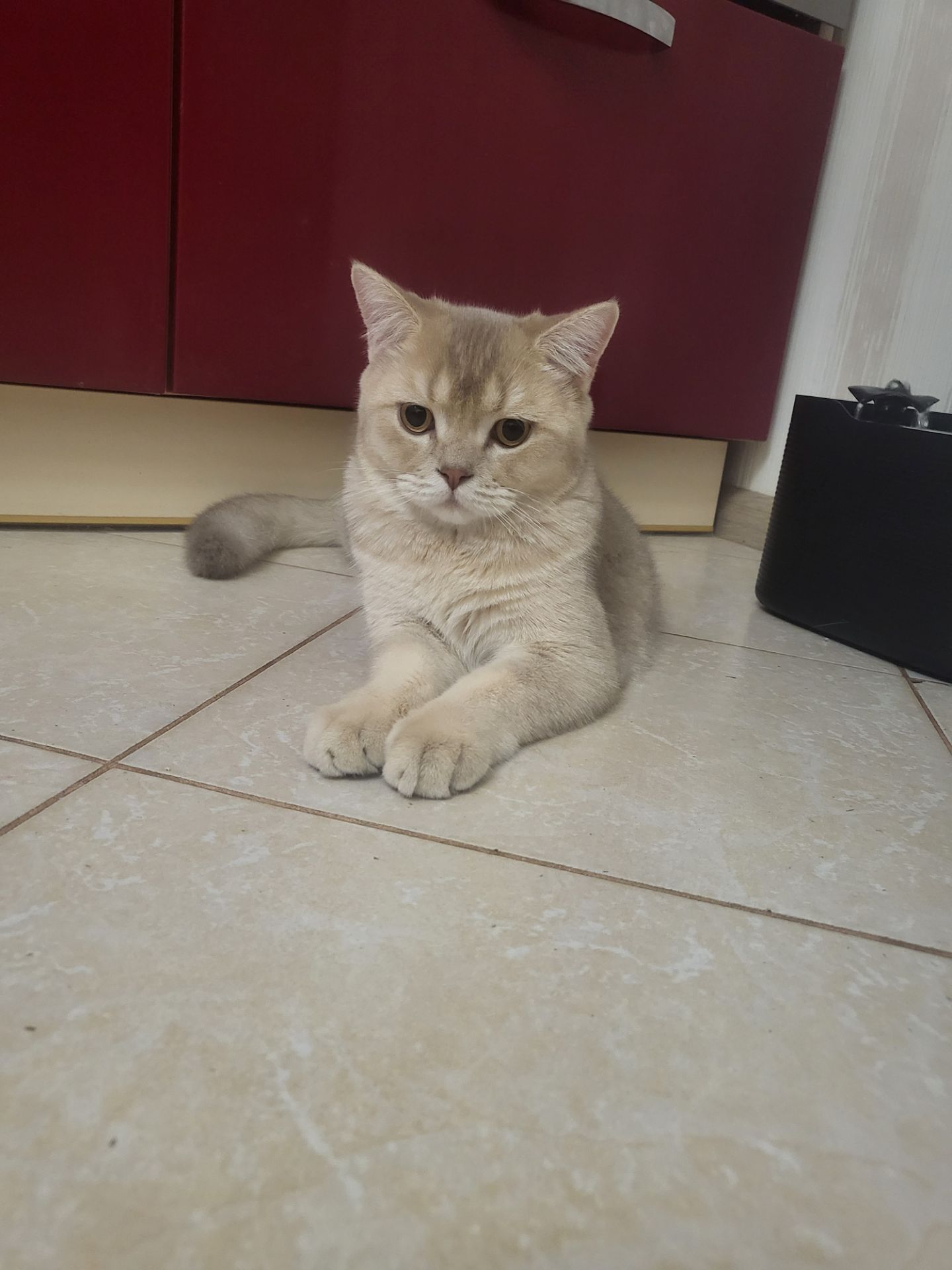 Котенок Скотиш страйт