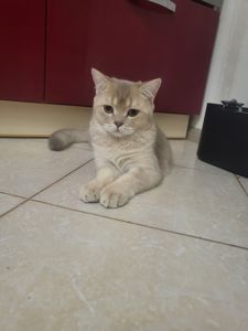 Котенок Скотиш страйт