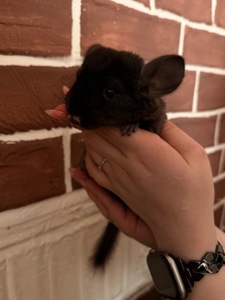 Шиншилки 2 місяці