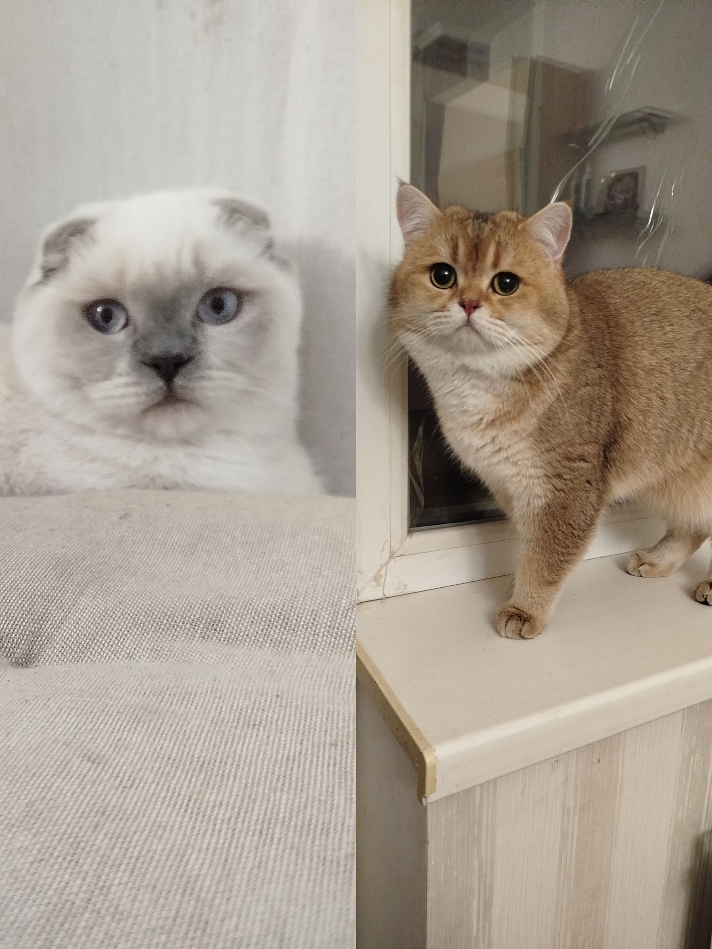 Котенок Скотиш страйт