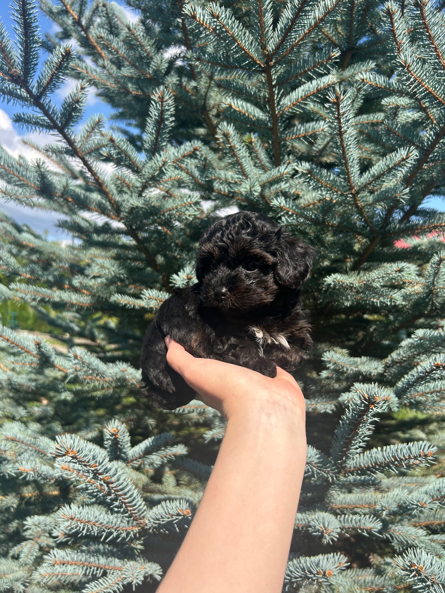 йоркопу дівчинка