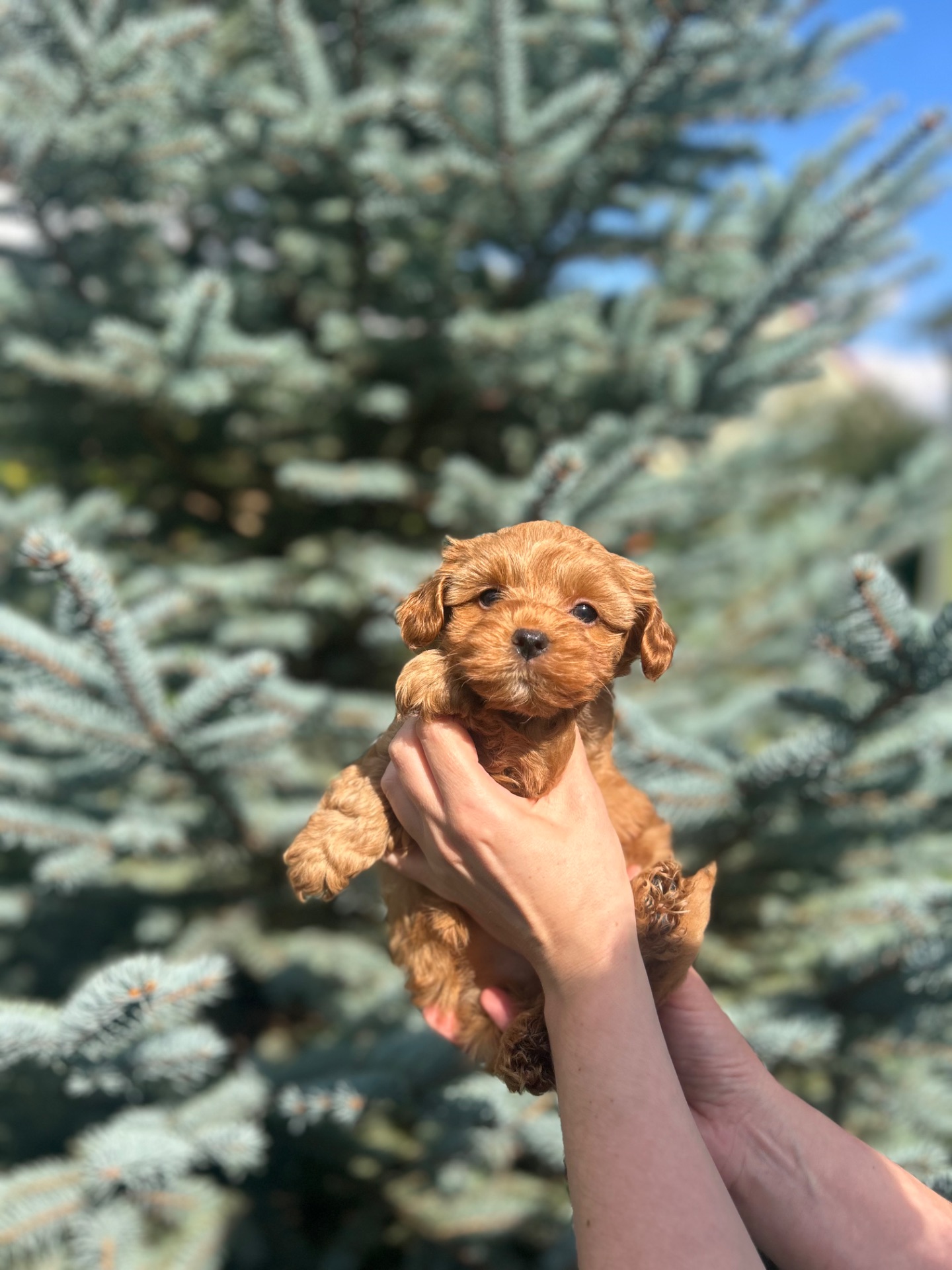 карамельний хлопчик йоркіпу