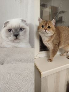 Котенок Скотиш страйт