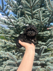 йоркопу дівчинка