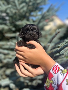 хлопчик йоркопу