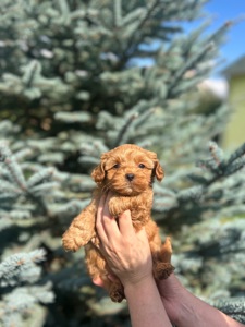 карамельний хлопчик йоркіпу