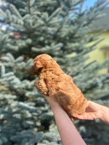 карамельний хлопчик йоркіпу