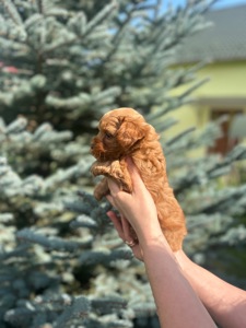 карамельний хлопчик йоркіпу