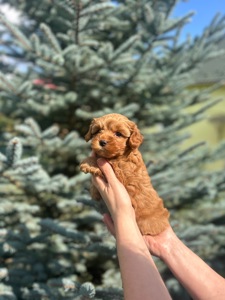 карамельний хлопчик йоркіпу