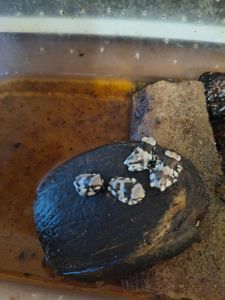 Жабовидна квакша, молочна жаба, Trachycephalus resinifictrix