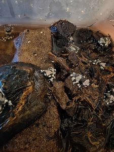 Жабовидна квакша, молочна жаба, Trachycephalus resinifictrix