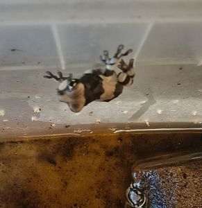 Жабовидна квакша, молочна жаба, Trachycephalus resinifictrix