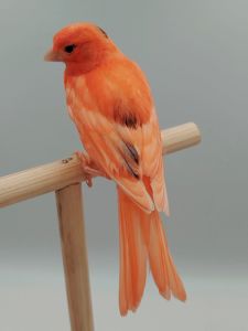 Молодий кенар