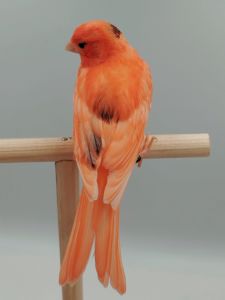 Молодий кенар