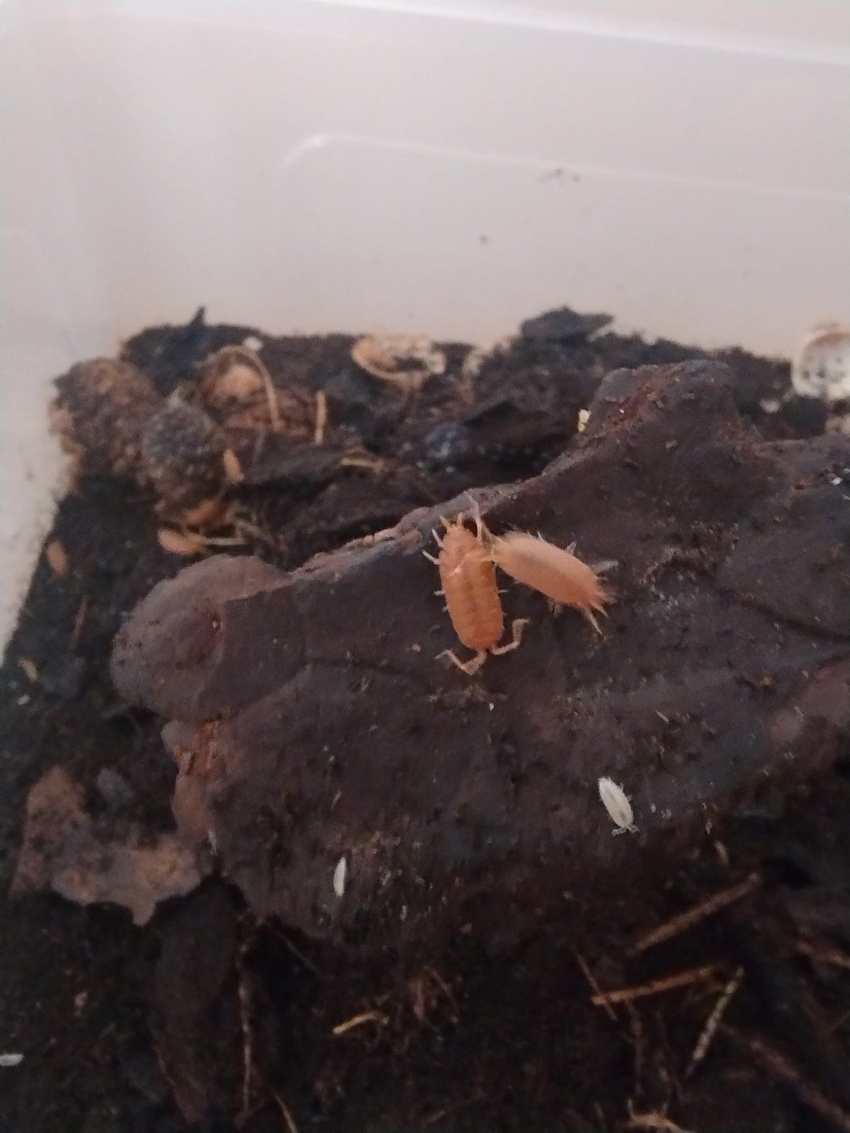Porcellio laevis Orange — денний вид мокриць/ізоподів