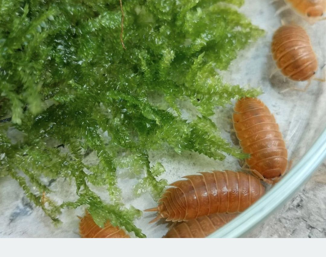 Porcellio laevis Orange — денний вид мокриць/ізоподів