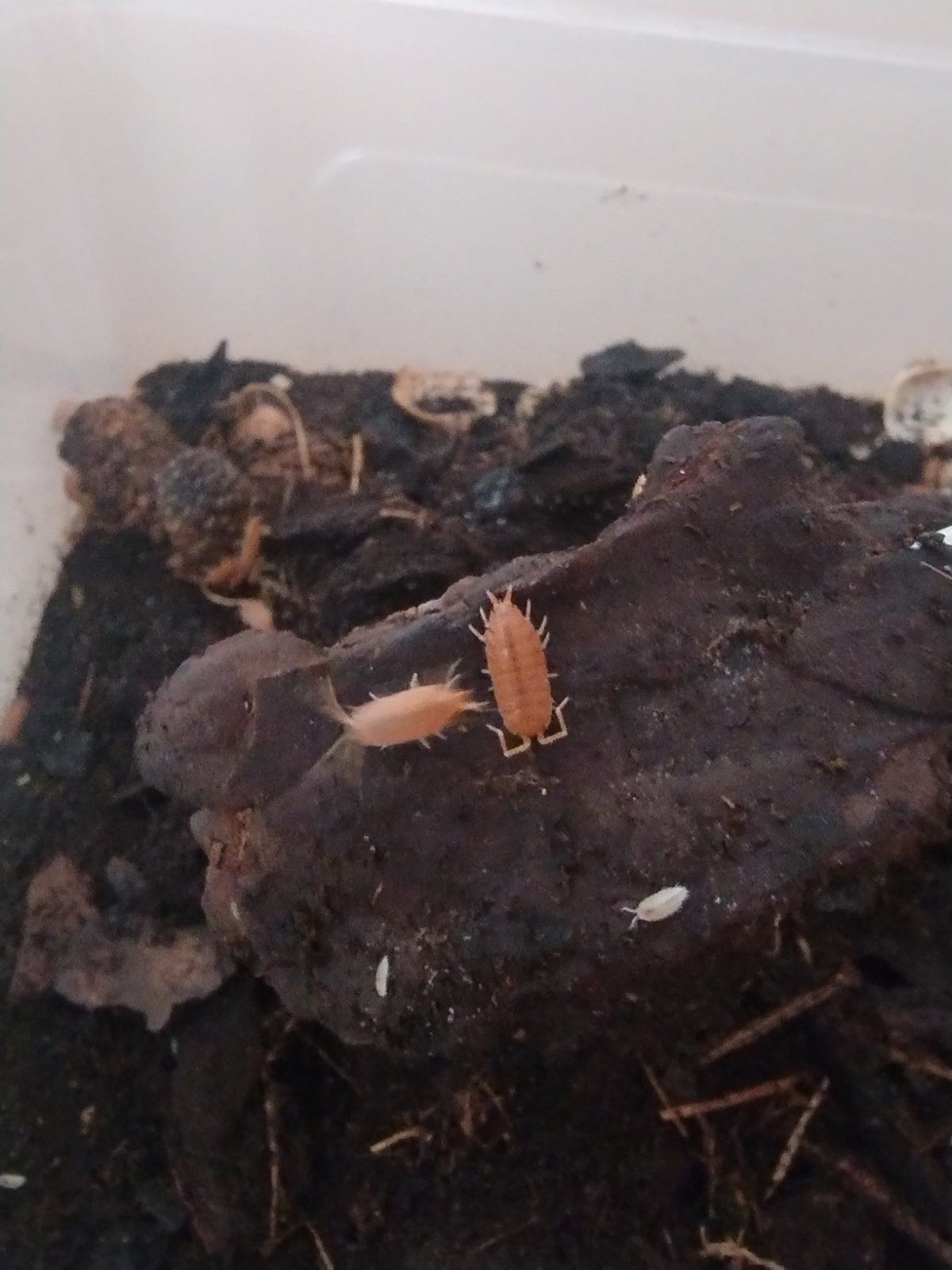 Porcellio laevis Orange — денний вид мокриць/ізоподів