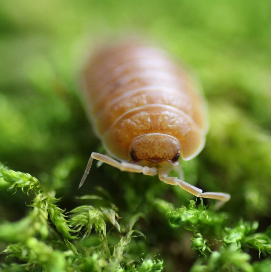 Porcellio laevis Orange — денний вид мокриць/ізоподів