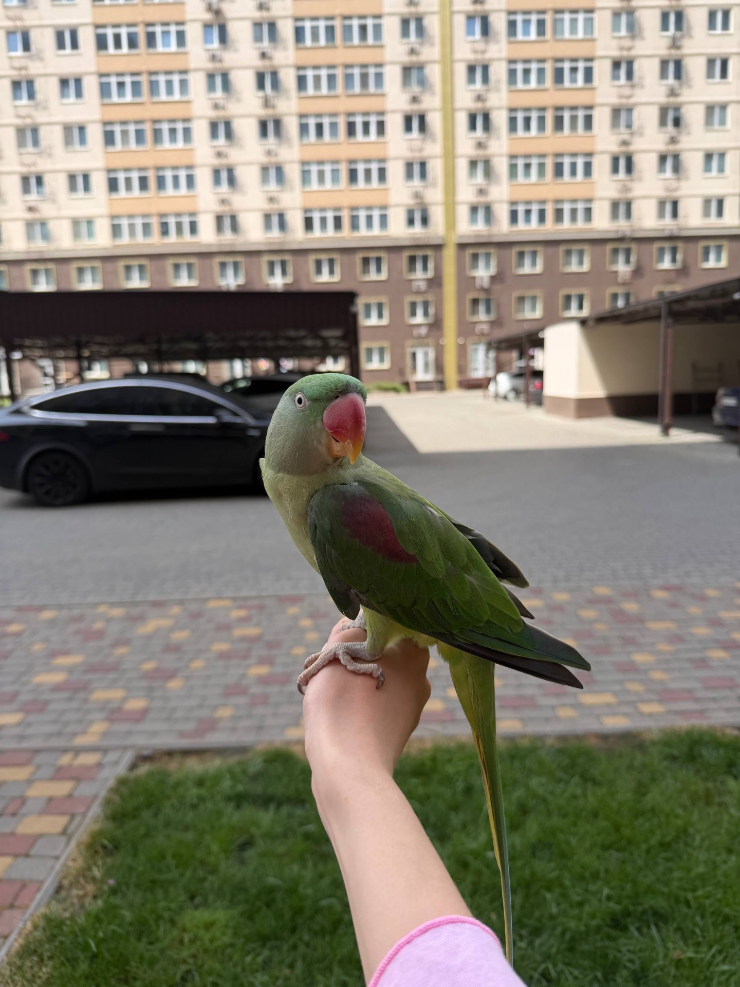 Александрийский попугай 3 года