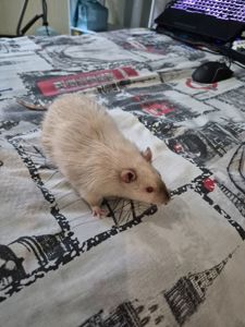 Пацюк Дамбо