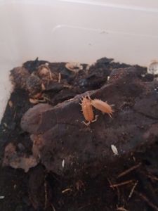 Porcellio laevis Orange — денний вид мокриць/ізоподів