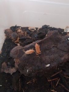 Porcellio laevis Orange — денний вид мокриць/ізоподів