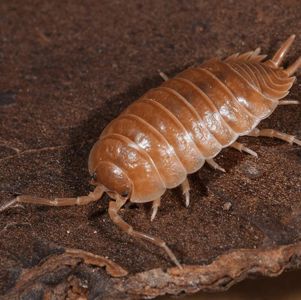 Porcellio laevis Orange — денний вид мокриць/ізоподів