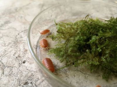 Porcellio laevis Orange — денний вид мокриць/ізоподів