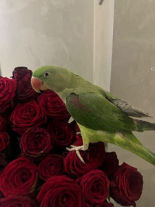 Александрийский попугай 3 года