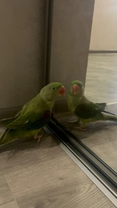 Александрийский попугай 3 года