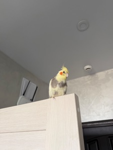 Коррела 4 месяца
