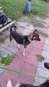 Віддається собака в добрі руки