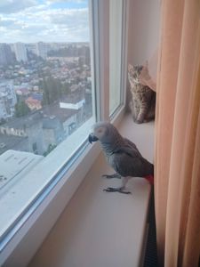 Жако Оскар, ручний папуга