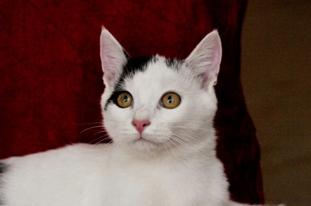 Кошеня Локі