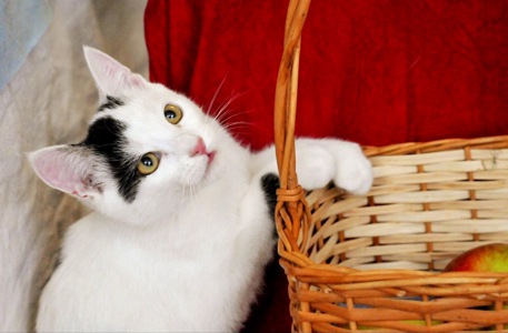 Кошеня Локі
